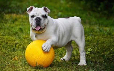 Un bulldog joue avec un ballon jaune à Wasselonne